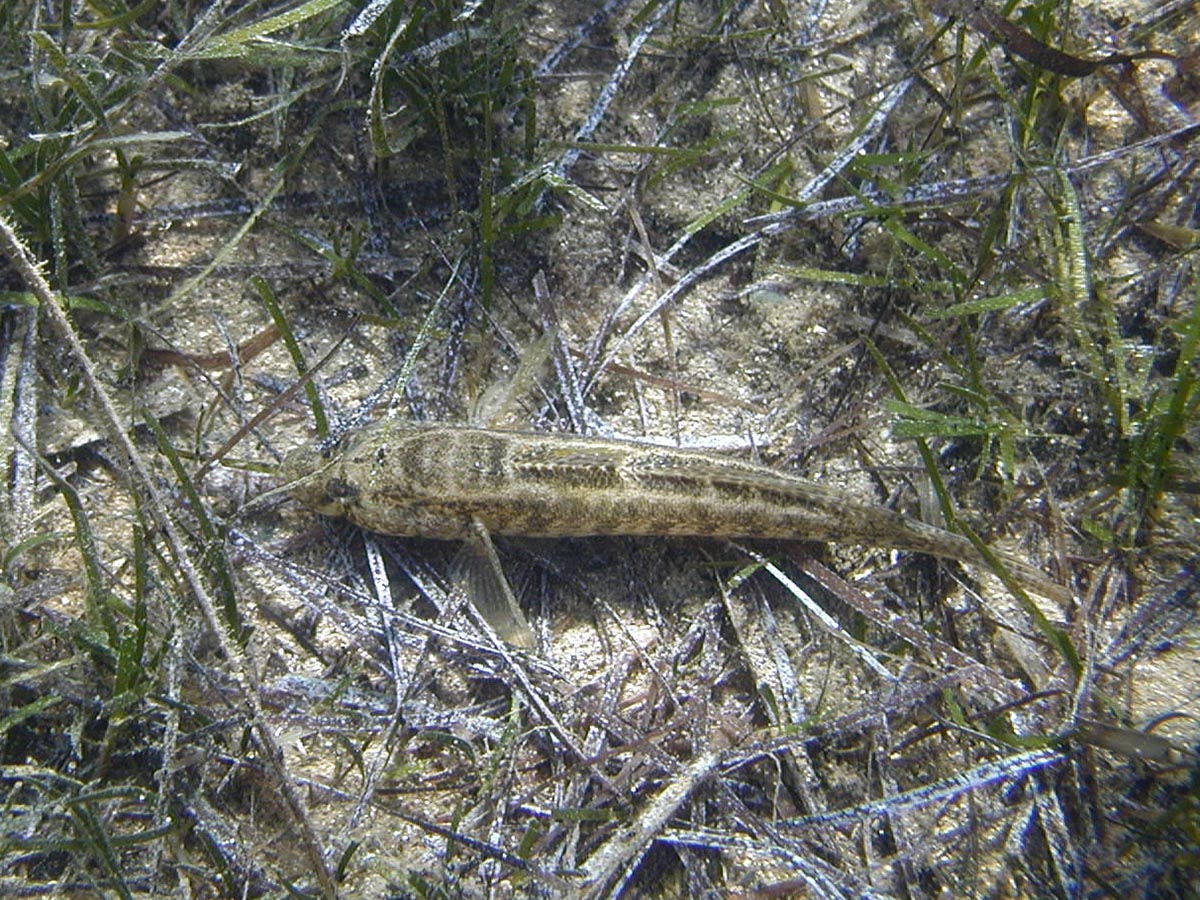 Gobius geniporus